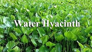 Water Hyacinth From worthless plant to sustainability [upl. by Kaela]