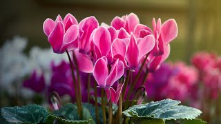 CYCLAMEN PROPAGATION FROM SEEDS  Germination period care [upl. by Eonak623]