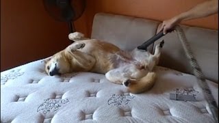 Dogs Enjoy Being Vacuumed [upl. by Eleon]