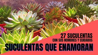 27 SUCULENTAS IDENTIFICADAS con sus nombres científicos y cuidados I SuculentasQueEnamoran [upl. by Engvall17]