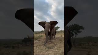 Go Live with Dominant Bull Elephant Sebakwe [upl. by Tewell977]