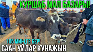 СААН УЙЛАР КУНАЖЫН БУКА ЭРКЕК УРГААЧЫ ТОРПОК БААЛАРЫ 🤯 байтв [upl. by Harutek]