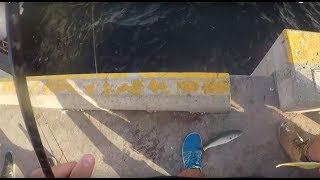 Margate Jetty Fishing Tasmania Salmon Mackarel Rays and Sharks [upl. by Nawak]