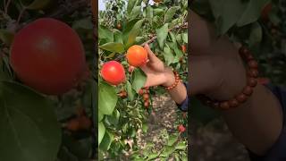 Delicious recipes using fresh apricots and plums 🥝🫐🍇🍒🍓🍉🍑🍊🥑😍🥰166shorts fruitworld [upl. by Moya671]