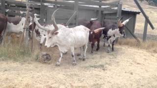 Safari West Watusi Cattle [upl. by Jahn]