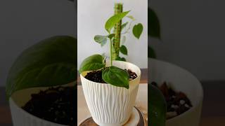 Money Plant Propagation  Heartleaf Philodendron  Soil Mixture For Money PlantPothos shorts [upl. by Kuebbing]