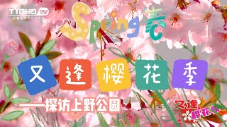 上野公园的樱花有多漂亮？又逢樱花季，兆丰TV美女主播带您探访樱花观赏圣地上野公园！ [upl. by Brod]