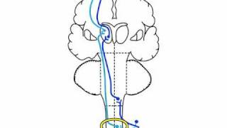 NeuroLogic Exam Videos  Somatosensory Tracts [upl. by Nevi]