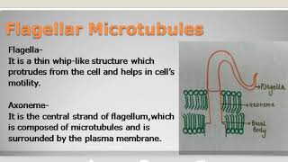 Microtubules and structure of axoneme basal body and centriole [upl. by Jefferey]