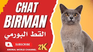 Le Sacré de Birmanie ou chat Birman  affectueux et facile à vivre [upl. by Zebulon]