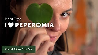 PEPEROMIA Care Tips — Ep 096 [upl. by Aisatsana214]