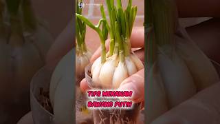 Unbelievable How to Planting Onions From Seed✅️🧄 Part 01 🌍 shorts short unique [upl. by Roye]