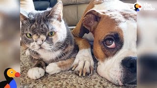 Dog Falls In Love With Very Special Cat  WILLOW amp ELLA  The Dodo [upl. by Aihtenyc138]