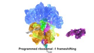 Programmed ribosomal 1 frameshifting [upl. by Riesman]