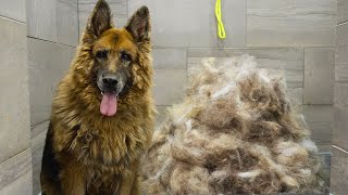 First groom in 10 years Most INCREDIBLE transformation EVER  King Shepherd [upl. by Lole]