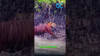 Sundarbans  World’s Largest Mangrove Forest  Go Get A Trip [upl. by Nolur]