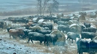 Winter Bale Grazing 101 [upl. by Cyprus]