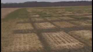 Snow Mold and Winter Kill on Triticale [upl. by Alehs506]