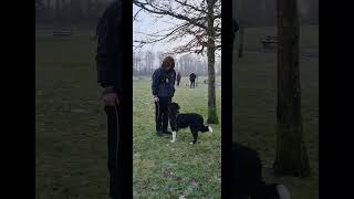 Adolescent dog training positive training no need for quotbalancedquot nonsense [upl. by Granthem]