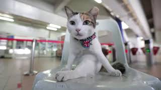 Kisah SiCantik kucing viral di stesen LRT Wangsa Maju [upl. by Rehtnug]