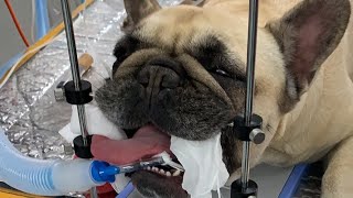 Live stream  Brachycephalic airway surgery in a French Bulldog [upl. by Zillah368]