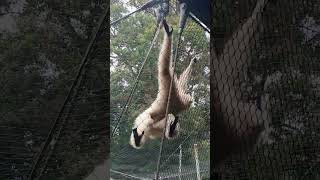 WHITE HANDED GIBBON [upl. by Edac101]