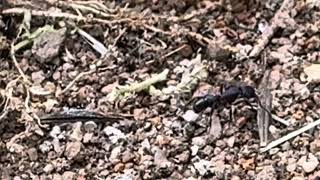 Green Head Ants Rhytidoponera metallica nest in footpath crack [upl. by Aloysia525]