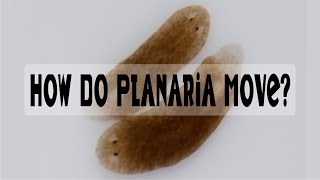 How Do Planaria Move [upl. by Socem]