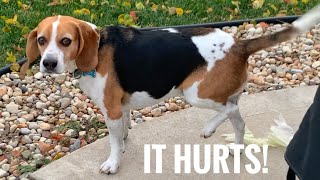 My Dog Fakes An Injury [upl. by Naek]