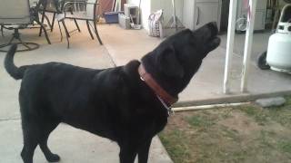 Black Lab Husker Howling at Sirens [upl. by Ibrahim]