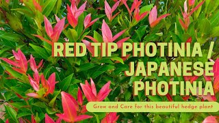 Red Tip PhotiniaJapanese Photonia  Ideal for landscape and hedges  Growth and Care [upl. by Ardnat]