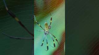 Banana Spider Natures Web Weaver viralvideo shorts shortsfeed [upl. by Audra864]