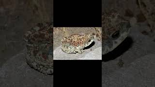 Red Diamond Rattlesnake and RedSpotted Toad [upl. by Aisayt84]