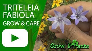 Triteleia fabiola  grow amp care Triplet lilies [upl. by Goltz155]