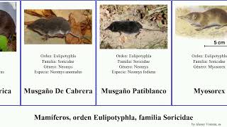 Mamíferos orden Eulipotyphla familia Soricidae crocidura sorex musaraña cryptotis mammal hidalgo [upl. by Atwekk]