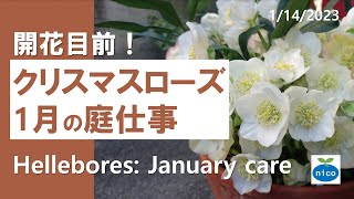 クリスマスローズ｜1月にやること｜Hellebores January care [upl. by Elda806]