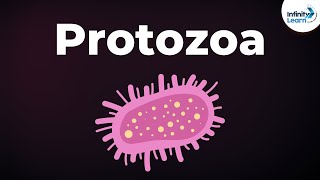 Introduction to Protozoa  Microorganisms  Biology  Dont Memorise [upl. by Rawde578]