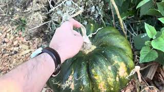 Quoi faire en Octobre au potager plantation d’ail récolte courges et patate douce 🍠… [upl. by Chinua649]