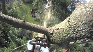 Fir tree removal using speed line  Arborist Dan Holliday climbingarboristcom [upl. by Slohcin]