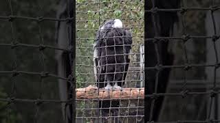 The Andean Condor Australia [upl. by Lumbye]