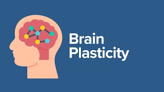 Brain Plasticity [upl. by Pearla920]