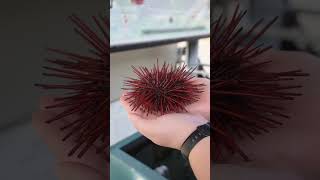 Red Sea Urchin Reproductive Strategy  Telonicher Marine Lab seaurchin uni echinodermata [upl. by Ianej]