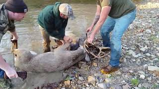 Whitetail buck fight hunters helping the hunted [upl. by Stiruc]