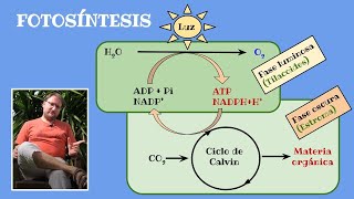 Las claves de la fotosíntesis [upl. by Kort916]