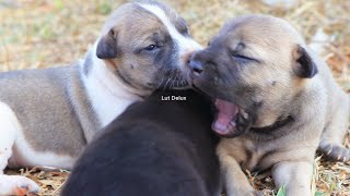 RESCUE Abandoned Puppies New Born In Landfill Remove Lice Use syringe Feeding Milk In Village [upl. by Akieluz229]