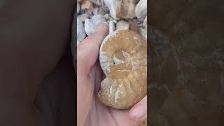 Ammonite Fossil discovered in North Texas this morning [upl. by Leela805]