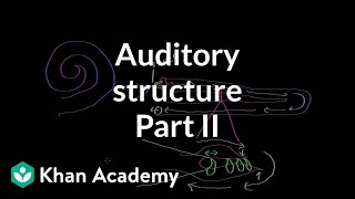 Auditory structure  part 2  Processing the Environment  MCAT  Khan Academy [upl. by Gladwin]