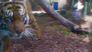 Tiger tries to eat lady at zoo [upl. by Ahsyia]