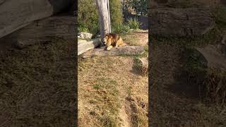 ROAR🦁The Amazing Sound Of A Lion Roaring 🙉 africananimals naturedocumentary mammals [upl. by Alleuol]