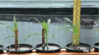 Timelapse Video of Growing Maize Plants [upl. by Quartus]